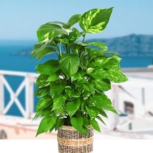 Pothos Variegated